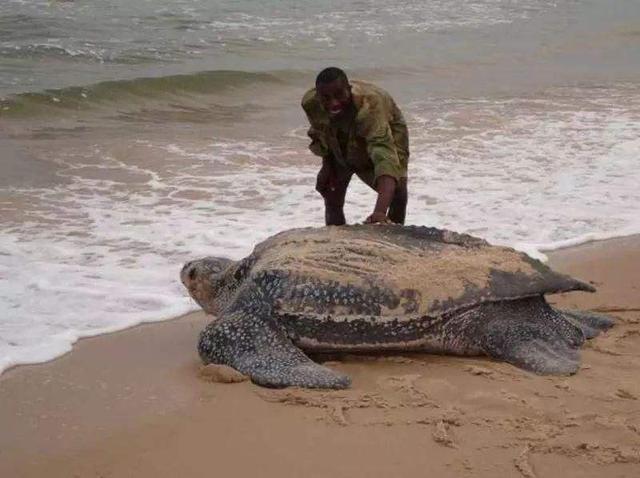 海龟是两栖动物吗，海龟是不是两栖动物（海龟历史久活得还久）