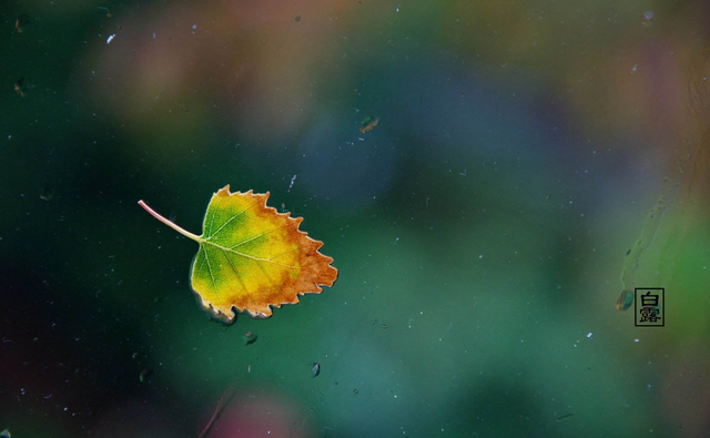 百岁无忧.，微信头像，百岁无忧.（十五首白露诗词）