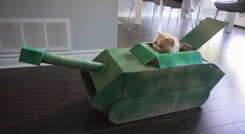如何用最简单的材料给猫咪做玩具，如何用最简单的材料给猫咪做玩具熊（网友给家里的猫打造纸箱坦克）