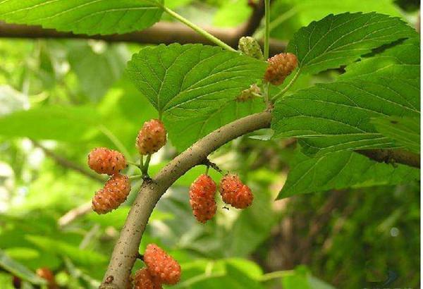 风水树都有啥树 风水有什么禁忌，风水树都有啥树（你认为有道理吗）