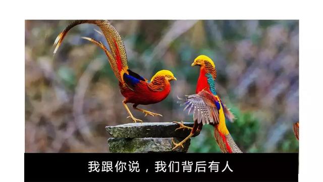 中国的国鸟是什么鸟,中国的国鸟是什么动物(绝大多数的人都不知道) 中国的国鸟是什么鸟,中国的国鸟是什么动物(绝大多数的人都不知道)