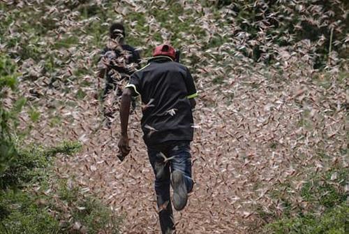 蝗虫有毒吗，蝗灾时蝗虫真的吃人吗（身体立马变异产生毒素）