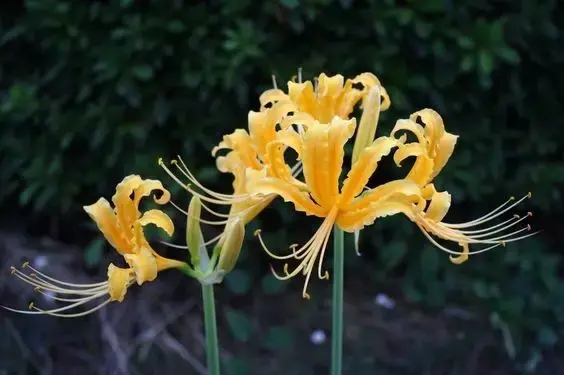彼岸花，微信头像，彼岸花（48张彼岸花图，真是美极了）