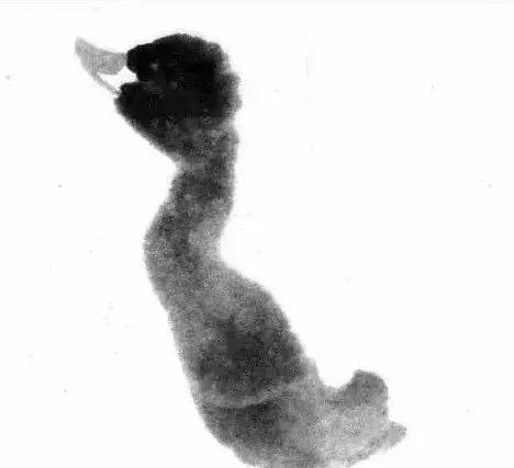 如何画一只简单的小鸭，怎样画一只小鸭子（寥寥几笔画小鸭！）