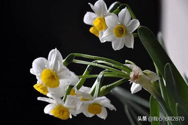 关于水仙花的诗句，水仙花的诗句（欣赏一组赞咏水仙花的诗句）