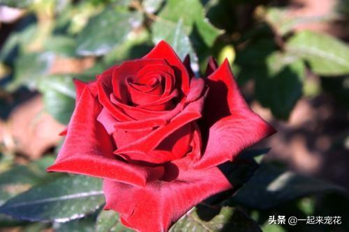 月季的特点月季的详细介绍，月季特点简单介绍（总结出4种香型月季）