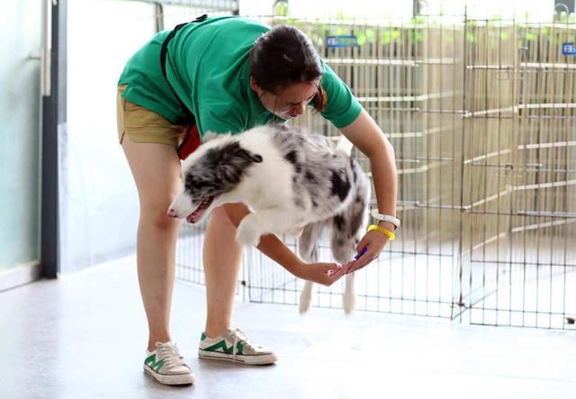 牧羊犬怎么训练，牧羊犬怎么训练听话（边境牧羊犬要怎么训练）