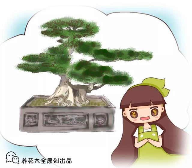 枸杞根的功效与作用，枸杞根的作用与功效（明年呼呼长成小盆栽）