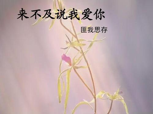 乐小米小说下载，乐小米的小说青城结局是什么（<现代篇>虐心飙泪的好文章）