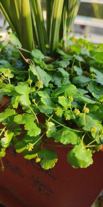 天胡荽，她家兰花盆里咋种一堆“香菜”（天胡荽怎么读）