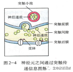 内环境的组成成分，内环境的组成成分含义（高三一轮复习必修三细节梳理和重点题型）