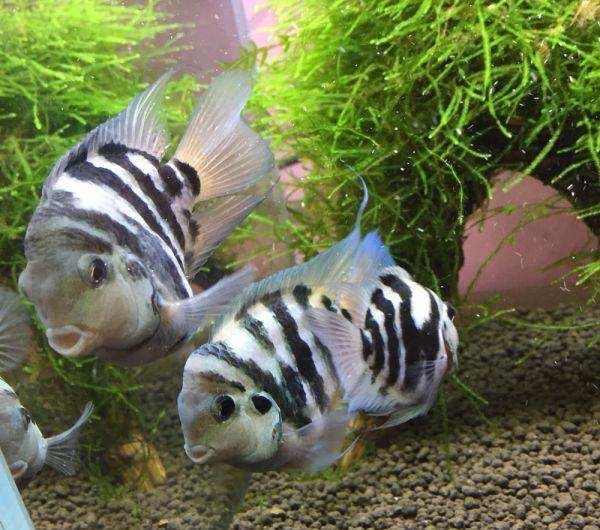 鹦鹉鱼怎么分公母，鸡尾鹦鹉怎么辨别公母（——迷你鹦鹉<宝蓝迷你鹦鹉>）