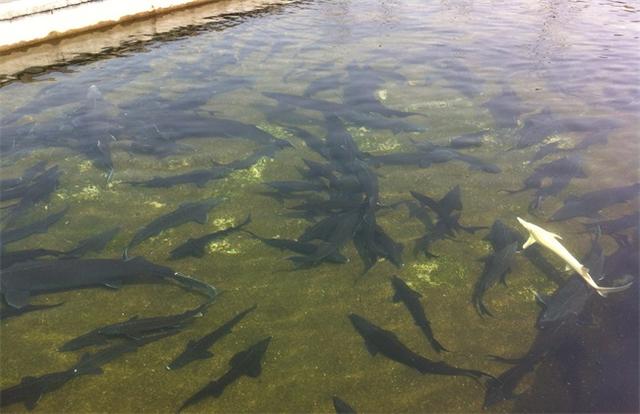 鲟龙鱼养殖条件，鲟鱼怎么养（鲟鱼养殖条件）