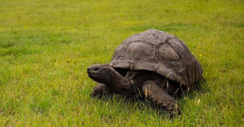 英国的国宝是什么动物，加拿大的国宝是什么动物（从道光时期活到现在）