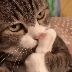 可爱表情包.抱我的小猫腿舔我的jio，微信头像，可爱表情包.抱我的小猫腿舔我的jio（却把评论区逼成了恋jio癖哈哈哈）