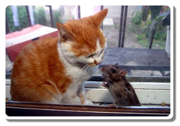 猫肉能吃吗，猫肉能吃吗,有什么禁忌（李时珍说猫肉不佳）