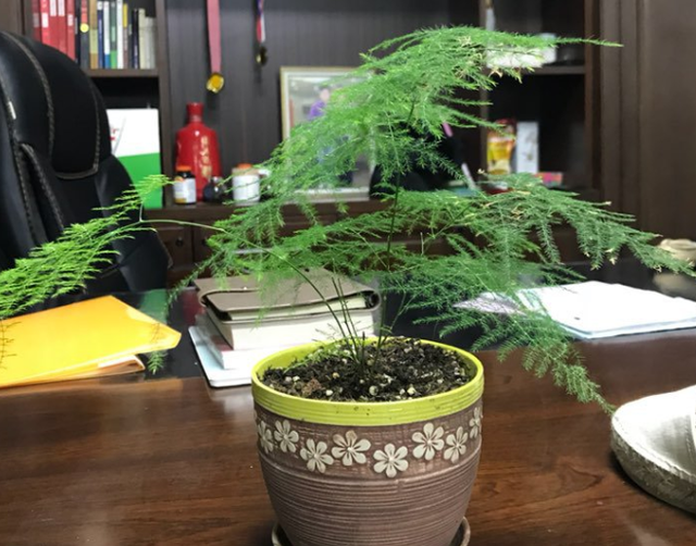 文竹图片，养成绿油油的小森林（文竹盆景图片大全欣赏）