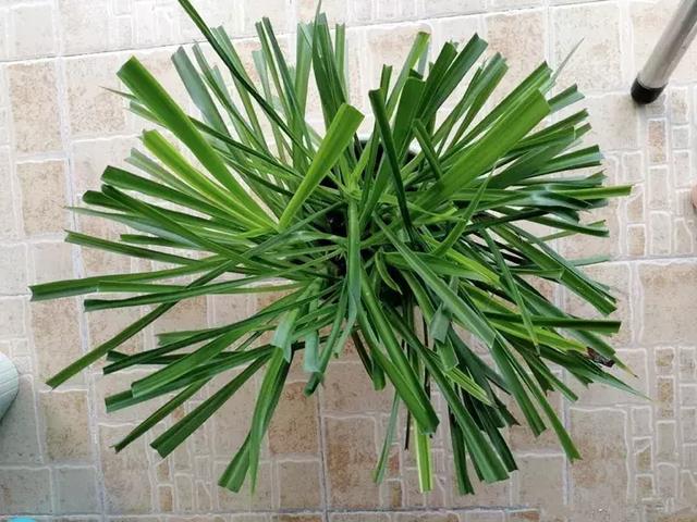 绿萝好养吗,绿萝怎样栽培(绿萝竟然排在倒数第1) 绿萝好养吗,绿萝怎样栽培(绿萝竟然排在倒数第1)