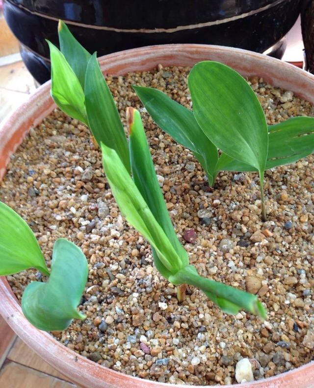 家里有小飞虫怎么消灭，家里有好多小飞虫怎么消灭的小妙招（5个“笨方法”）