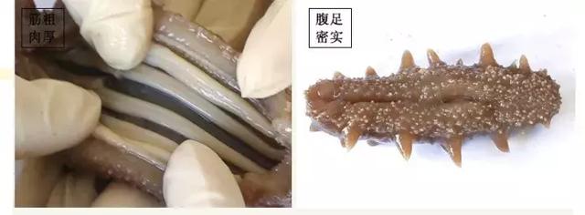 即食海参怎么吃，即食海参如何正确食用（海参这么做，才有营养！）