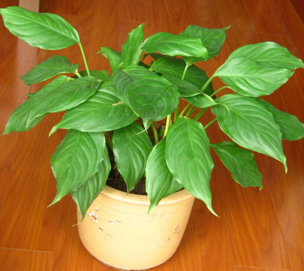 大叶万年青如何摆放,招财风水摆件(新手养花当盆栽万年青)