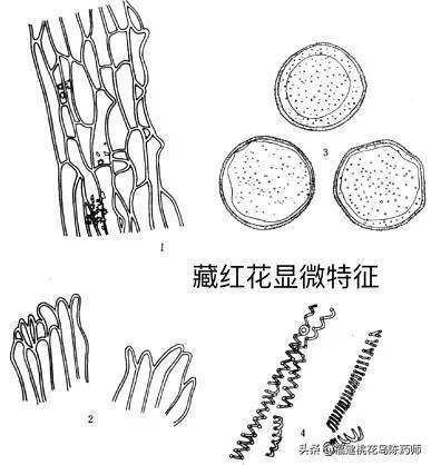 红花和藏红花的区别，红花和藏红花的区别价格（藏红花与普通红花区别在哪里）