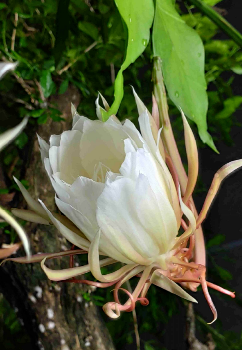 昙花什么时候开花(昙花有什么颜色)插图