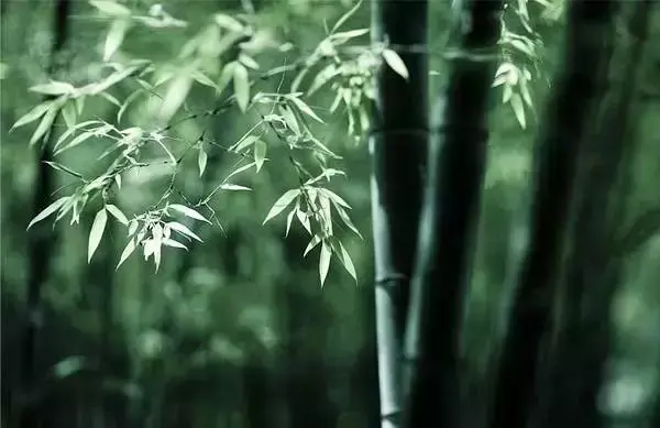 为什么竹子属于草，为什么竹子属于草本植物（植物小知识，竹子是树吗）