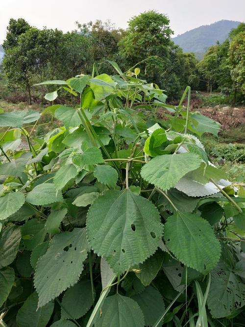 植物麻的图片跟名称图片