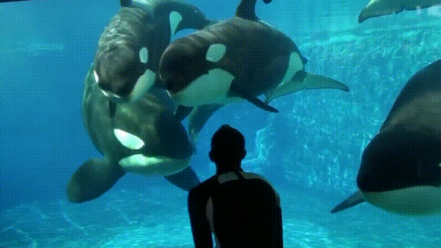 十大怪异鲨鱼，10000米长的蜈蚣（背后隐藏着一个人类起源的故事）