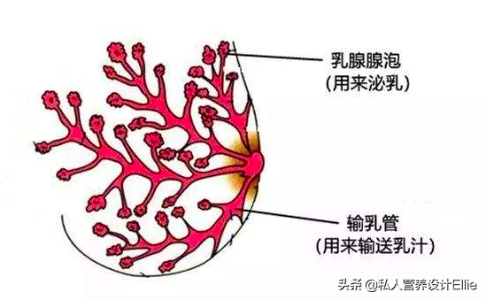 堵奶发烧怎么办，堵奶发烧怎么办怎样退烧快（月子里发烧堵奶那些事早知道少中招）