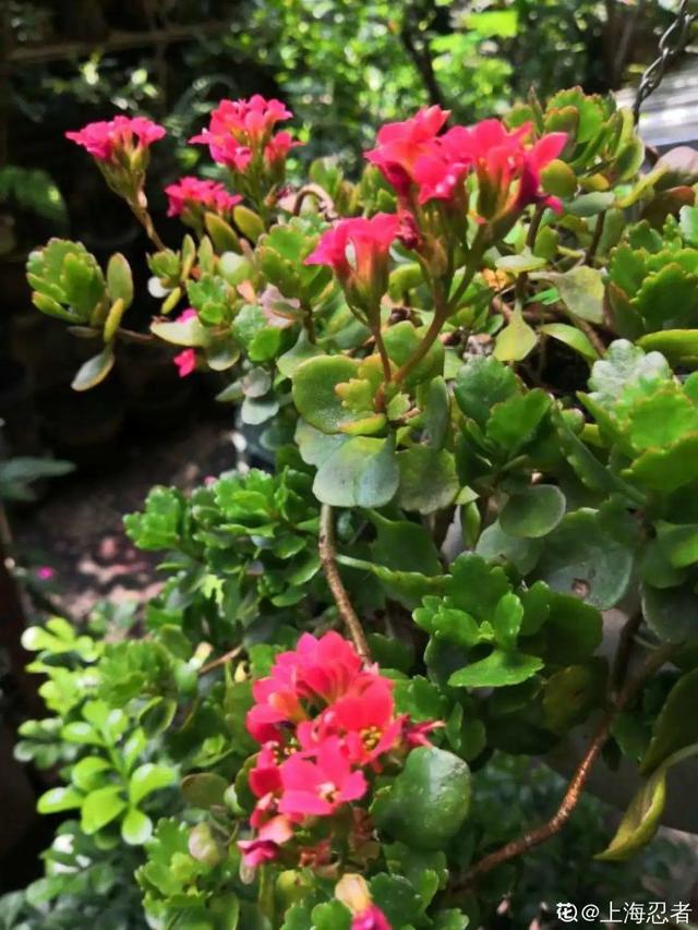 30种适合懒人养的花夏季，蹭蹭疯长、爆盆