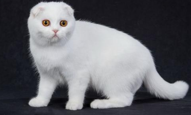苏格兰折耳猫图片，折耳猫有什么品种（让很多人都不敢养）
