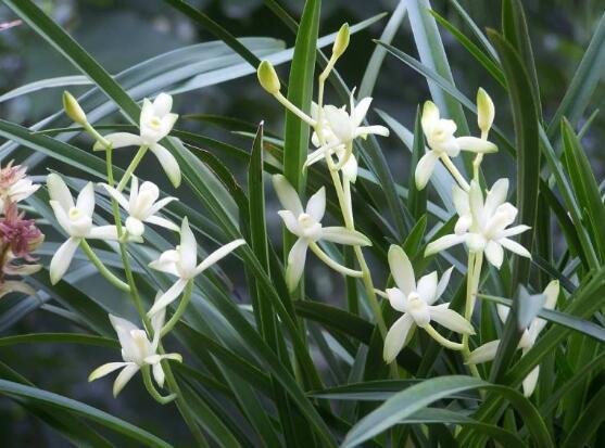 兰花的意思和寓意是什么，兰花是高洁典雅的象征