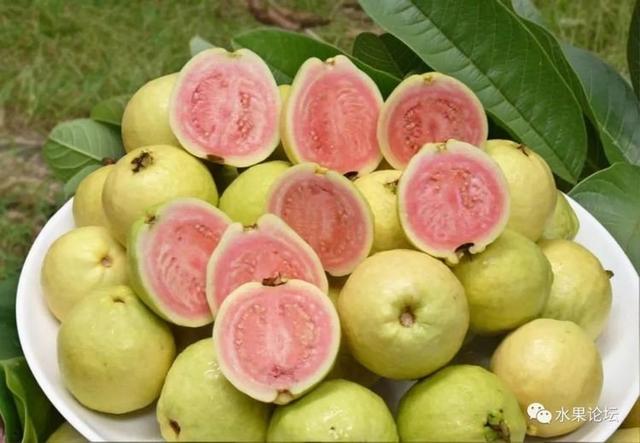 榴莲成熟的季节是几月，榴莲季节是哪几个月（夏季到冬季的水果成熟表来了）