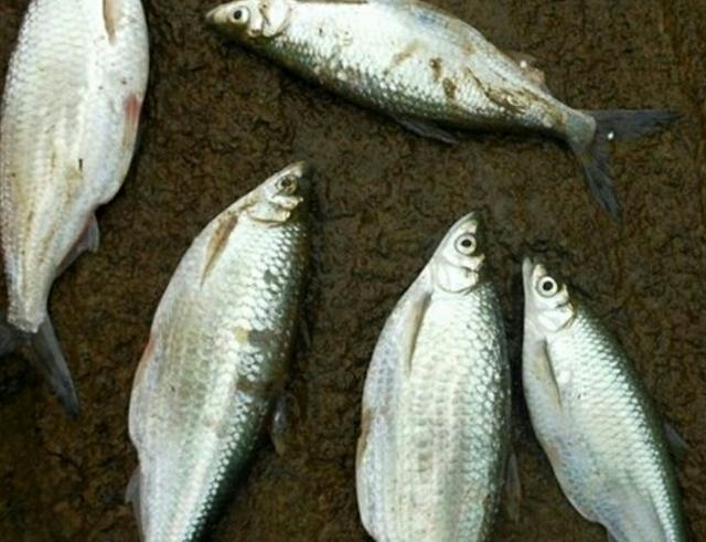 川丁子是什么鱼，川丁子鱼学名（你们小时候在河里抓过鱼吗）