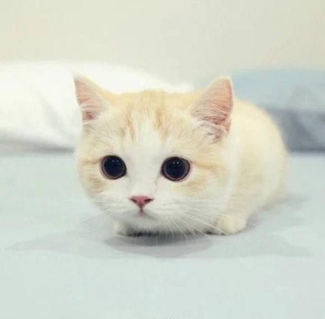 猫咪有弓形虫怎么办 养猫怎么避免弓形虫，猫咪有弓形虫怎么办（猫咪如何防止感染弓形虫）