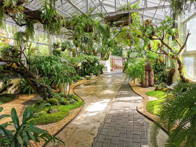 深圳：仙湖植物园蕨类植物收集全国第一，深圳富商陈子冲（这两个刚开放的专类园区有1000多种蕨类植物）