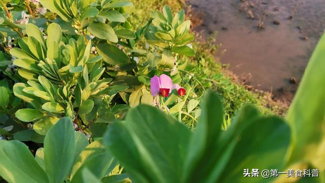 芝麻粒有什么用，微信芝麻粒有什么用（街边现磨的芝麻油）