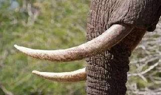 二代合成猛犸牙（说说文玩各种“牙”）