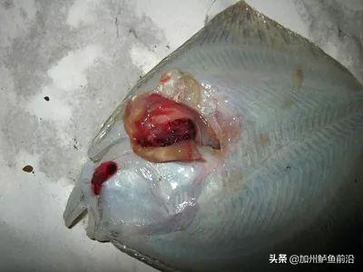 豆虫，大菱鲆腹水、肠炎、寄生虫病频发（豆虫的营养价值和功效）
