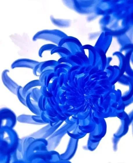 蓝色的菊花