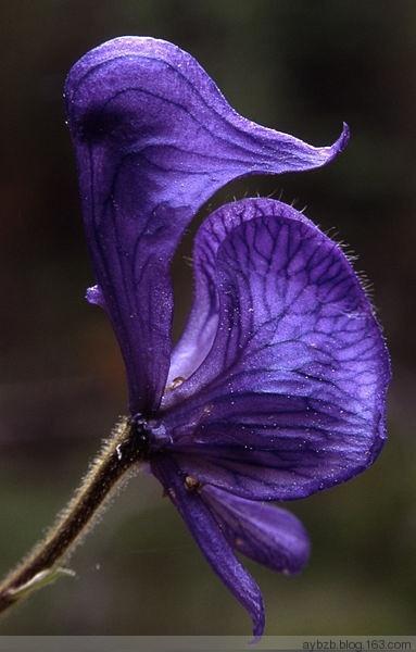 百日菊有毒吗，百日菊为啥叫百日菊（十分难得一见的各种花名介绍）