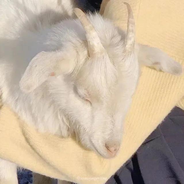 男朋友不是人系列情头一对，男朋友不是人系列了/情头微信（情侣头像，男朋友不是人系列）