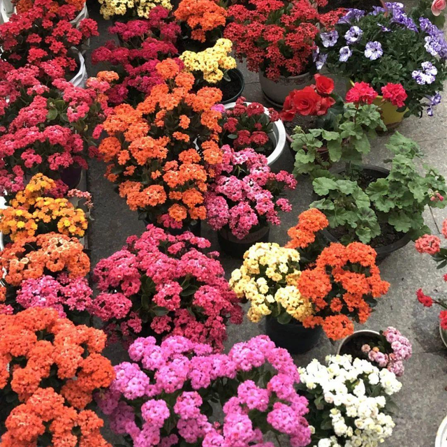 冬天开的花有哪些，冬天开的花有哪些花（5种“漂亮花”）