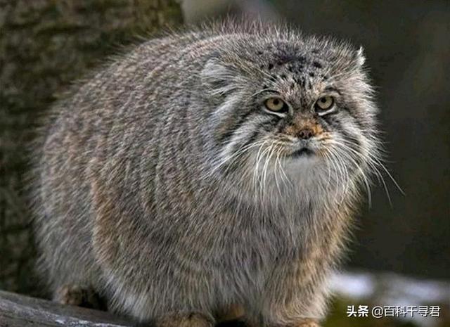 猫科动物有哪些，38种猫科动物大全（它们的分布概况和生存现状如何）
