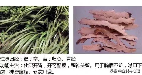 鸡肠风的功效与作用，史上最全中草药图谱