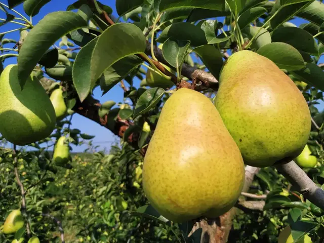 鸭梨是哪里的特产，鸭梨是哪里的特产梨（请认准这8个产地）