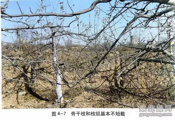 苹果树修剪技术，苹果树修剪技巧（苹果树“傻瓜式”修剪技术）