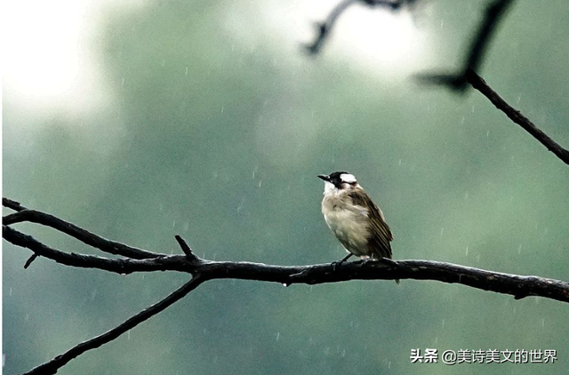 关于雨的诗词，关于雨的诗词名句有哪些（《全宋词》中的经典咏雨词）